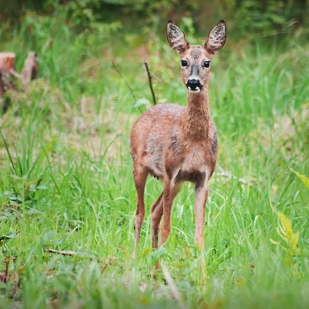 Upstalsboom Strandidyll Hotel